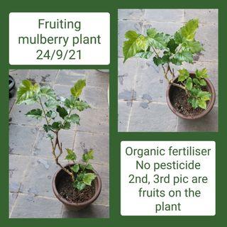 Fruiting mulberry plant