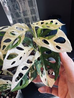 (Category: ) located in . Submitted by pompipiplants (Listing ID 1115616206, Image 1). Description: .