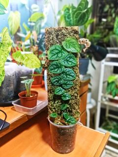 (Category: ) located in . Submitted by oxygenera (Listing ID 1115657202, Image 1). Description: .