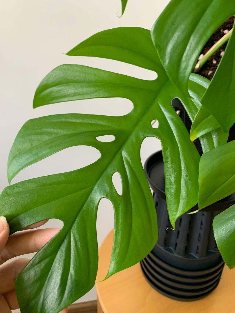 Rhaphidophora Tetrasperma (Large form), Furniture & Home Living