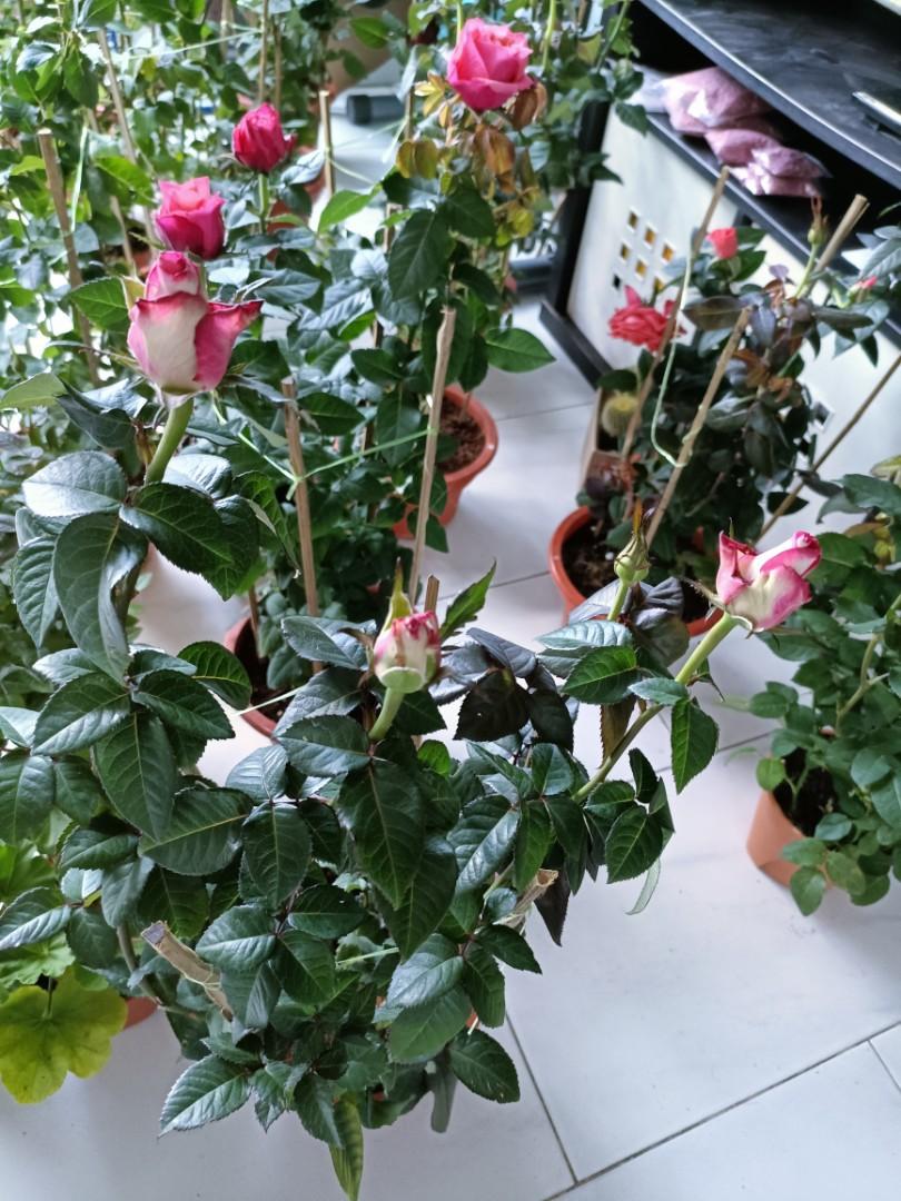 Rose plants for sale, Furniture & Home Living, Gardening, Plants