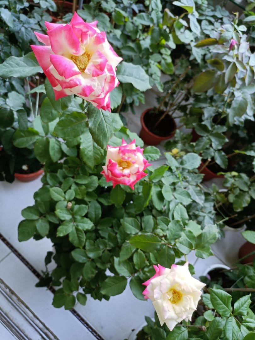 Rose plants for sale, Furniture & Home Living, Gardening, Plants