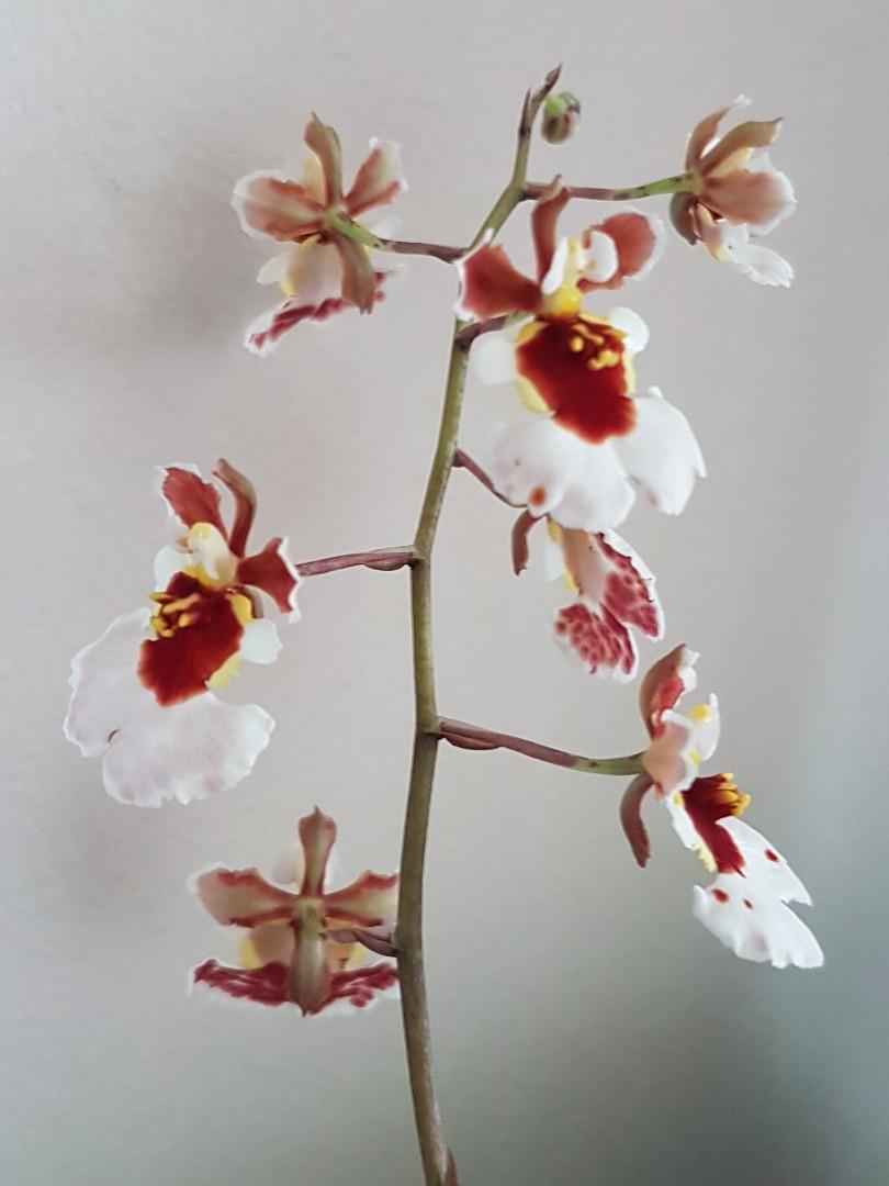 Orchidée Red Snow Prince coquillage XL plante 1-2 pulsions rispig Tolumnia Orchidée