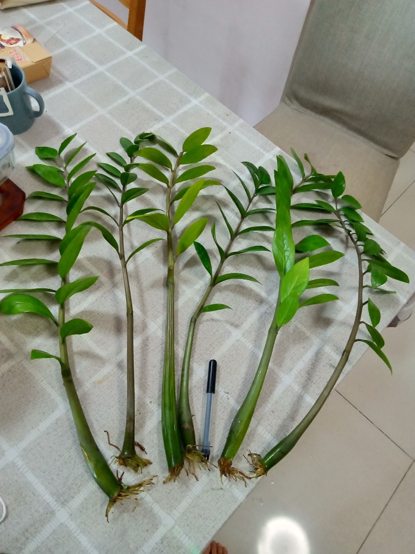 ZZ plant cuttings, Furniture & Home Living, Gardening, Plants & Seeds