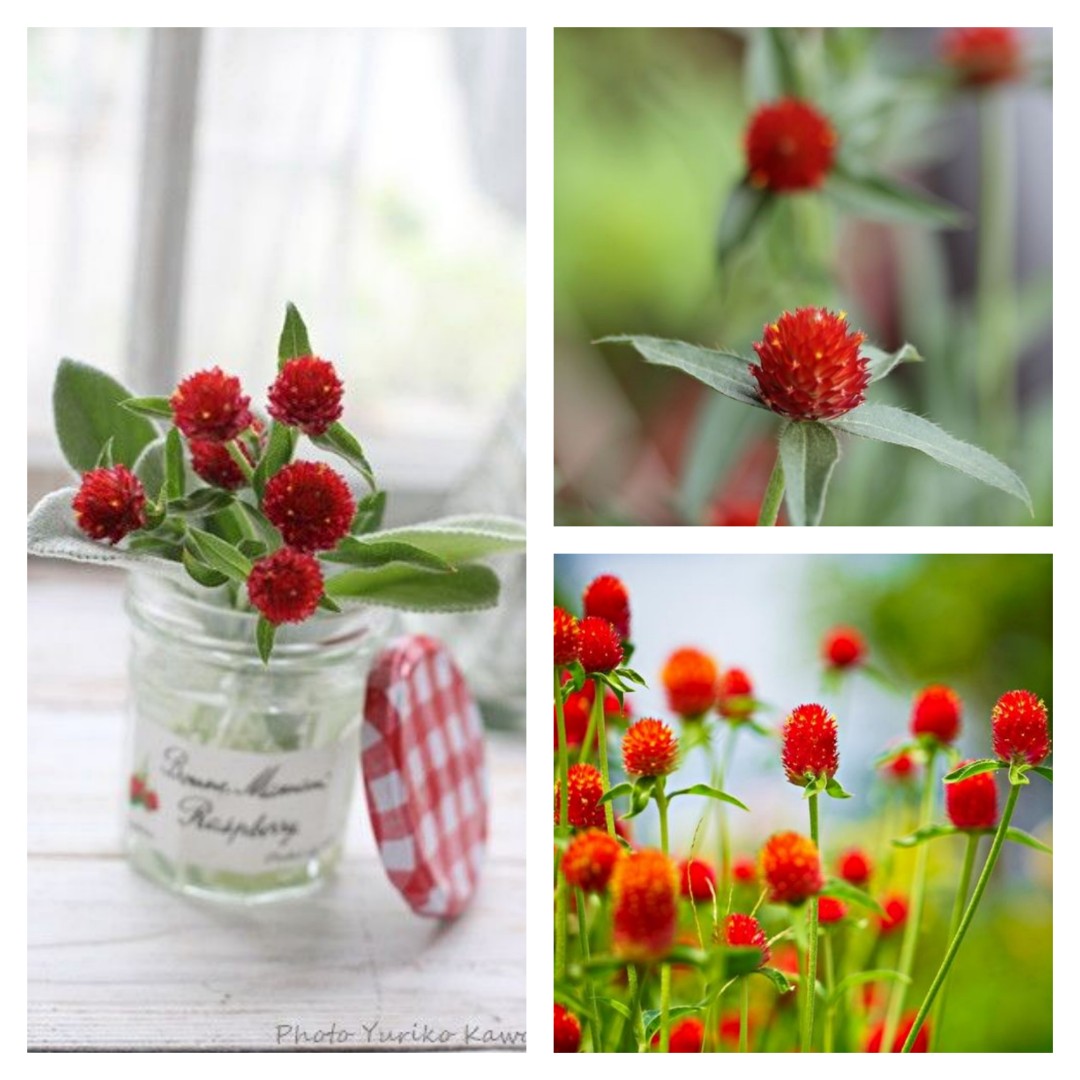 種子 美洲千日紅 橙花千日紅50粒gomphrena Haageana 50 Seeds 傢俬 家居 園藝 植物及種子on Carousell