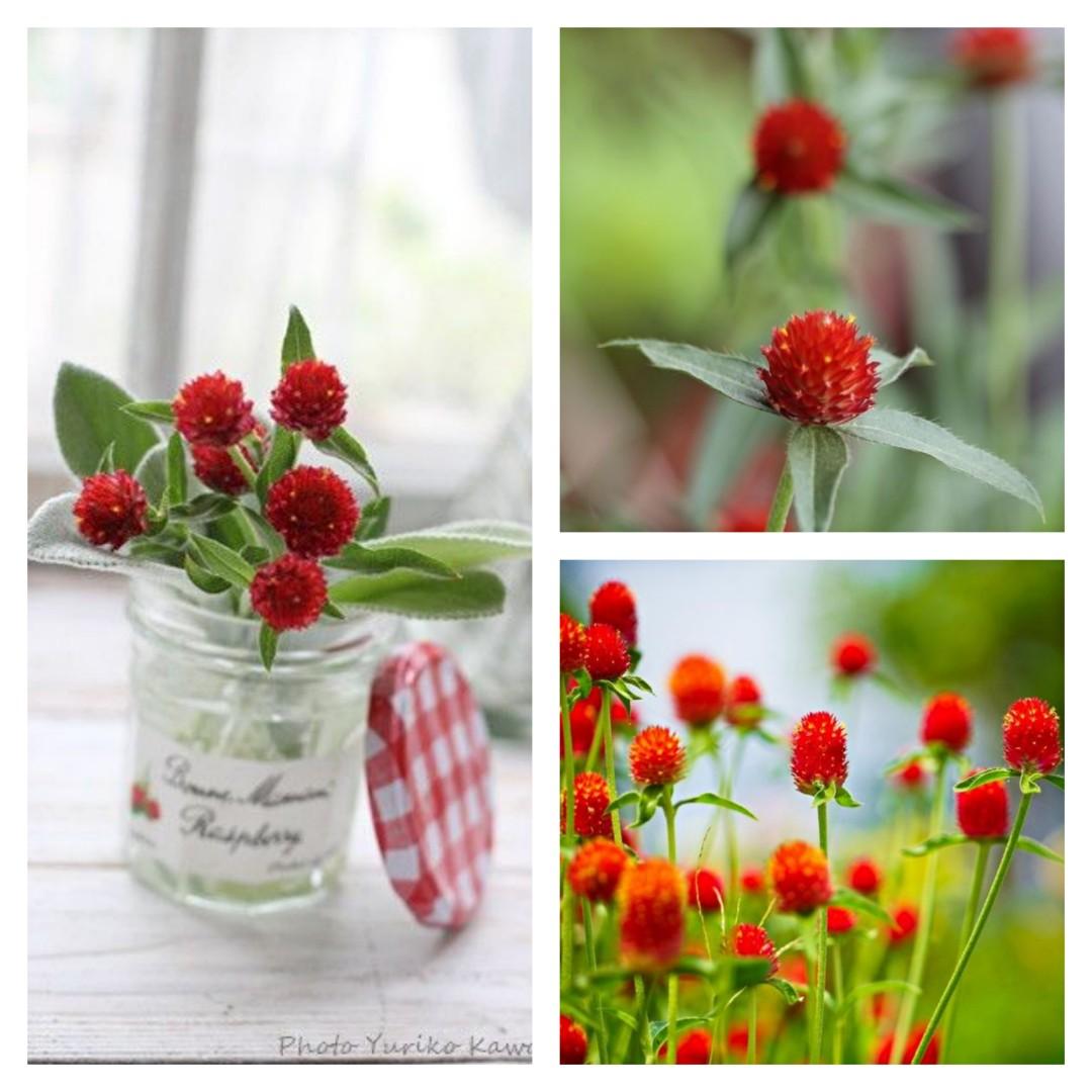 種子 美洲千日紅 橙花千日紅50粒gomphrena Haageana 50 Seeds 傢俬 家居 園藝 植物及種子 Carousell