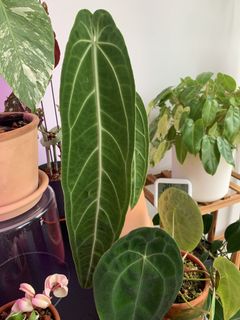 (Category: ) located in . Submitted by raskar (Listing ID 1096911060, Image 1). Description: .