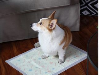 (Category: ) located in . Submitted by piggypets (Listing ID 1115841454, Image 1). Description: .