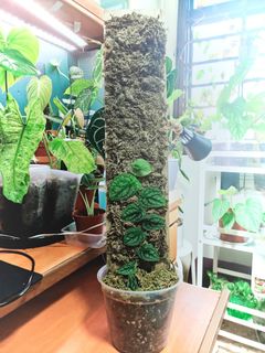 (Category: ) located in . Submitted by oxygenera (Listing ID 1115664740, Image 1). Description: .