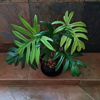 (Category: ) located in . Submitted by pocassosg (Listing ID 1115746026, Image 1). Description: .