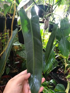 (Category: ) located in . Submitted by the_plantnerd (Listing ID 1115701062, Image 1). Description: .