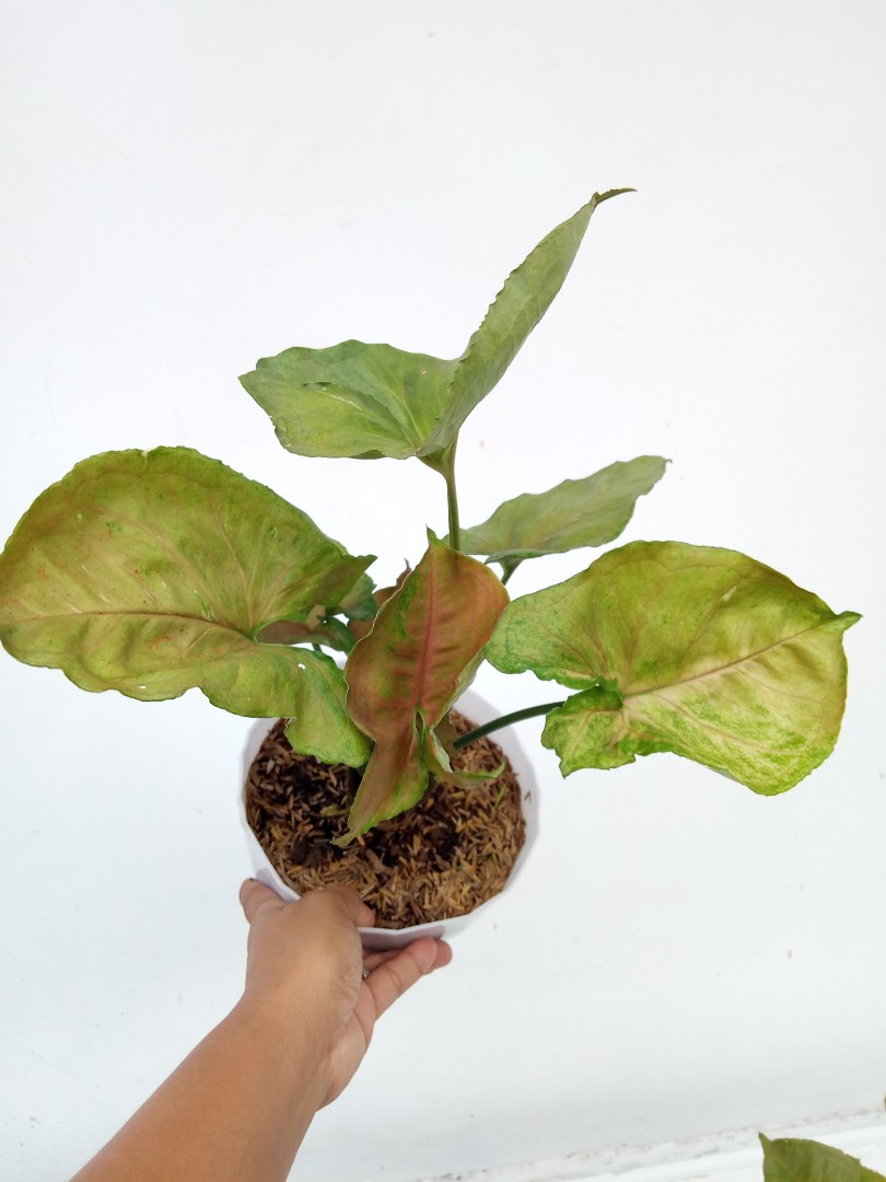 Syngonium Strawberry Ice/Galaxy, Furniture & Home Living, Gardening ...