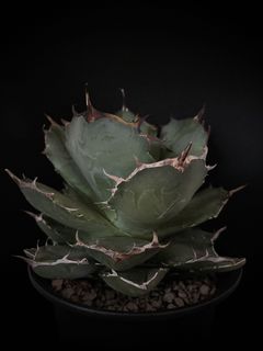 (Category: ) located in . Submitted by botanicalgarden (Listing ID 1115919893, Image 1). Description: .