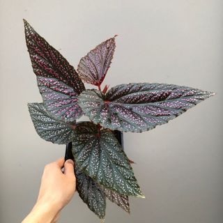 (Category: ) located in . Submitted by plant.anything (Listing ID 1115940381, Image 1). Description: .