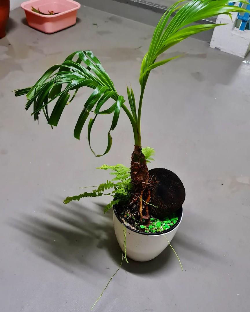 Coconut Bonsai Furniture Home Living Gardening Plants Seeds On Carousell