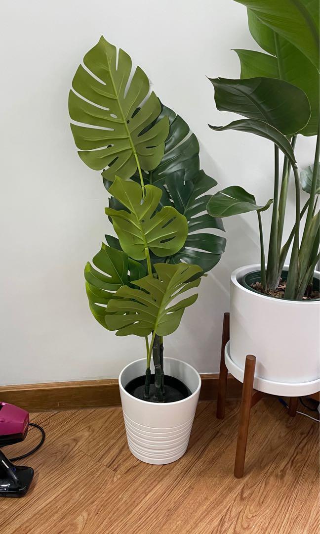 Ikea Fejka Artificial Plant 龜背竹人造盆栽仿真植物白色陶瓷花盆 傢俬 家居 園藝 植物及種子 Carousell