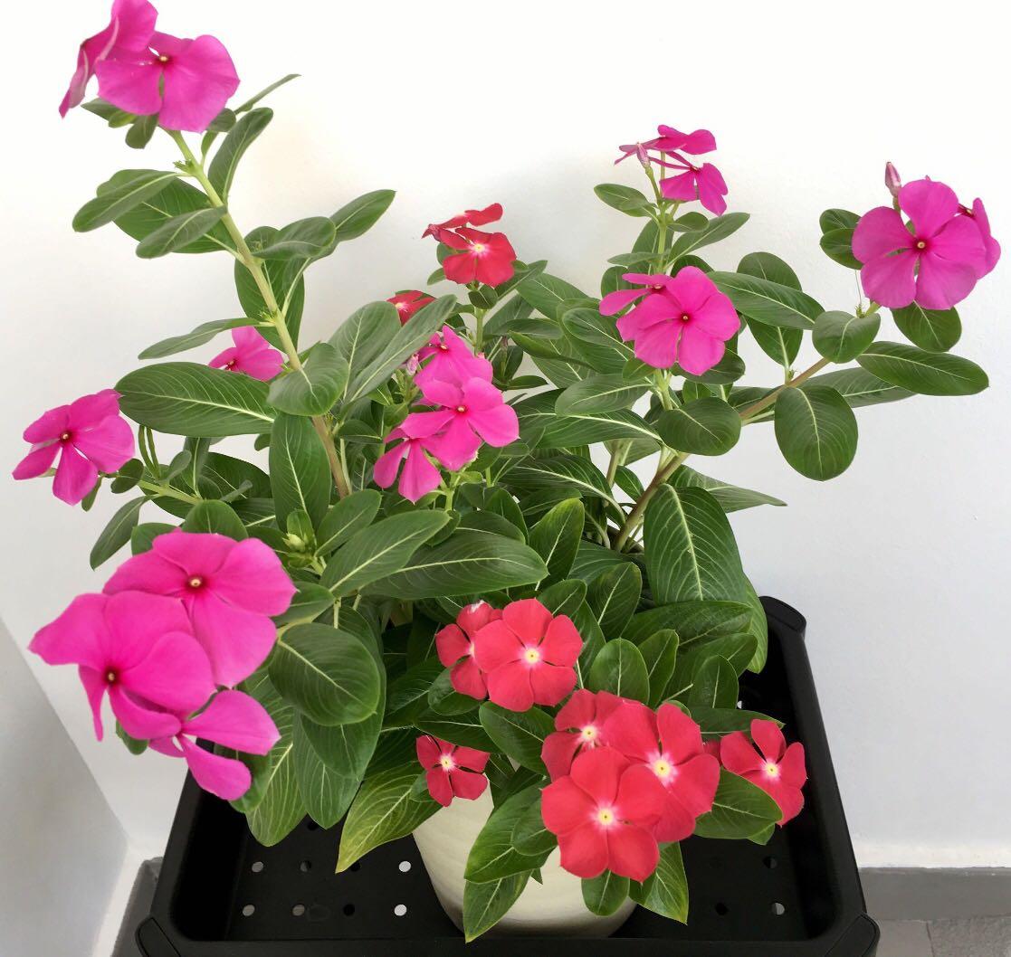 Fresh Rabbit Manure Fertiliser for flowers and plants, Furniture & Home ...