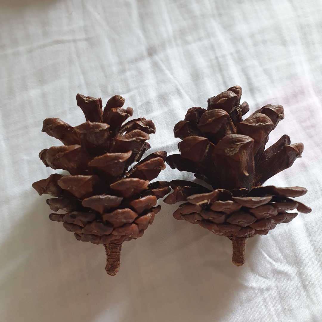 Decorative pine cones for hamster enclosure, Pet Supplies, Homes & Other Pet Accessories on