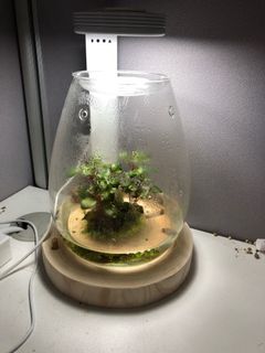 （分類：）位於 。 由 lankylh 提交（商品編號 1116180191，圖片 1）。簡介： 。