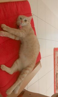 (Category: ) located in . Submitted by afiqchemat (Listing ID 1116175872, Image 1). Description: .