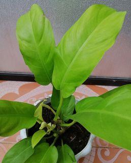 Lemon Lime Philodendron for Sale