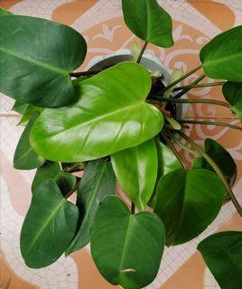 Philodendron plant for Sale