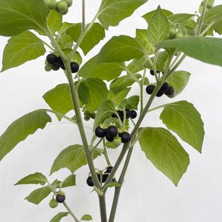 (Category: ) located in . Submitted by myaromaticgarden (Listing ID 1105384751, Image 1). Description: .
