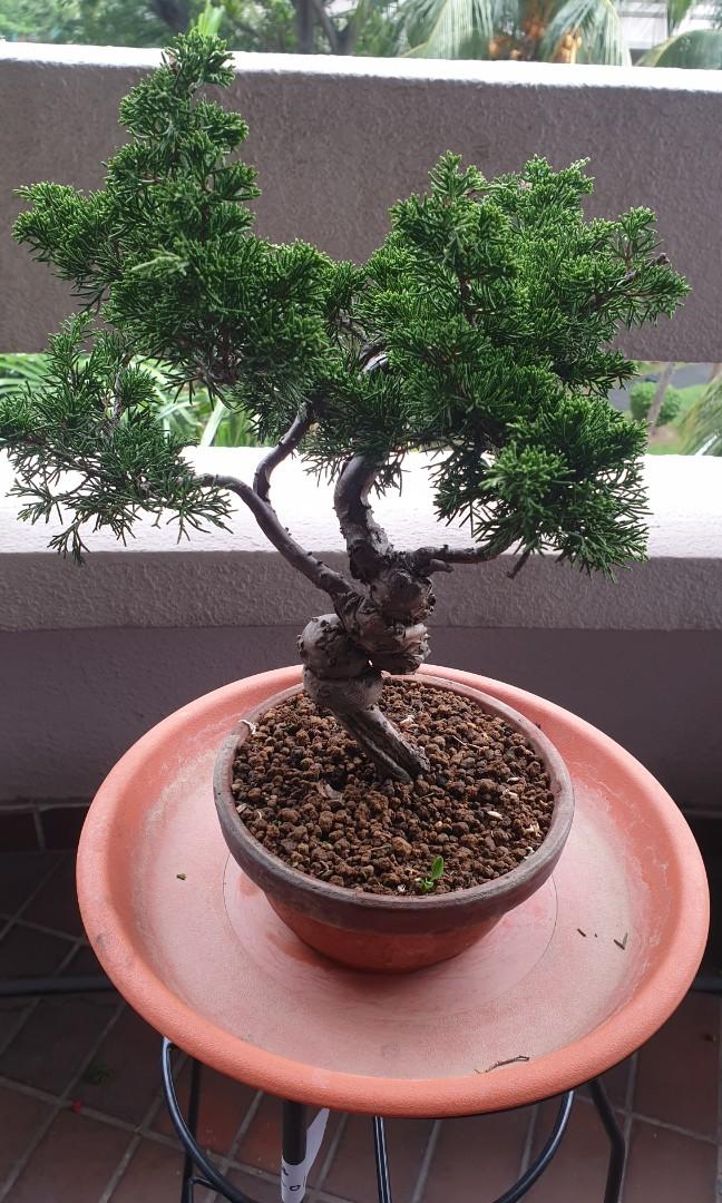 Shimpaku juniper for sale, Furniture & Home Living, Gardening, Plants