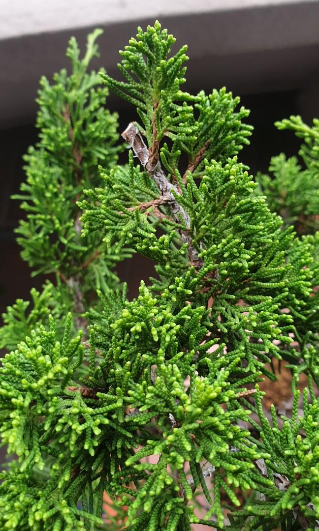 Shimpaku juniper for sale, Furniture & Home Living, Gardening, Plants
