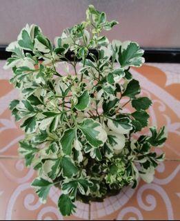 Variegated Papua (bonsai) for Sale