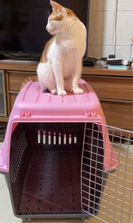 （分類：）位於 。 由 puddingmeow 提交（商品編號 1116284056，圖片 1）。簡介： 。