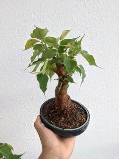 Ficus Religiosa bonsai