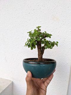 Jade bonsai