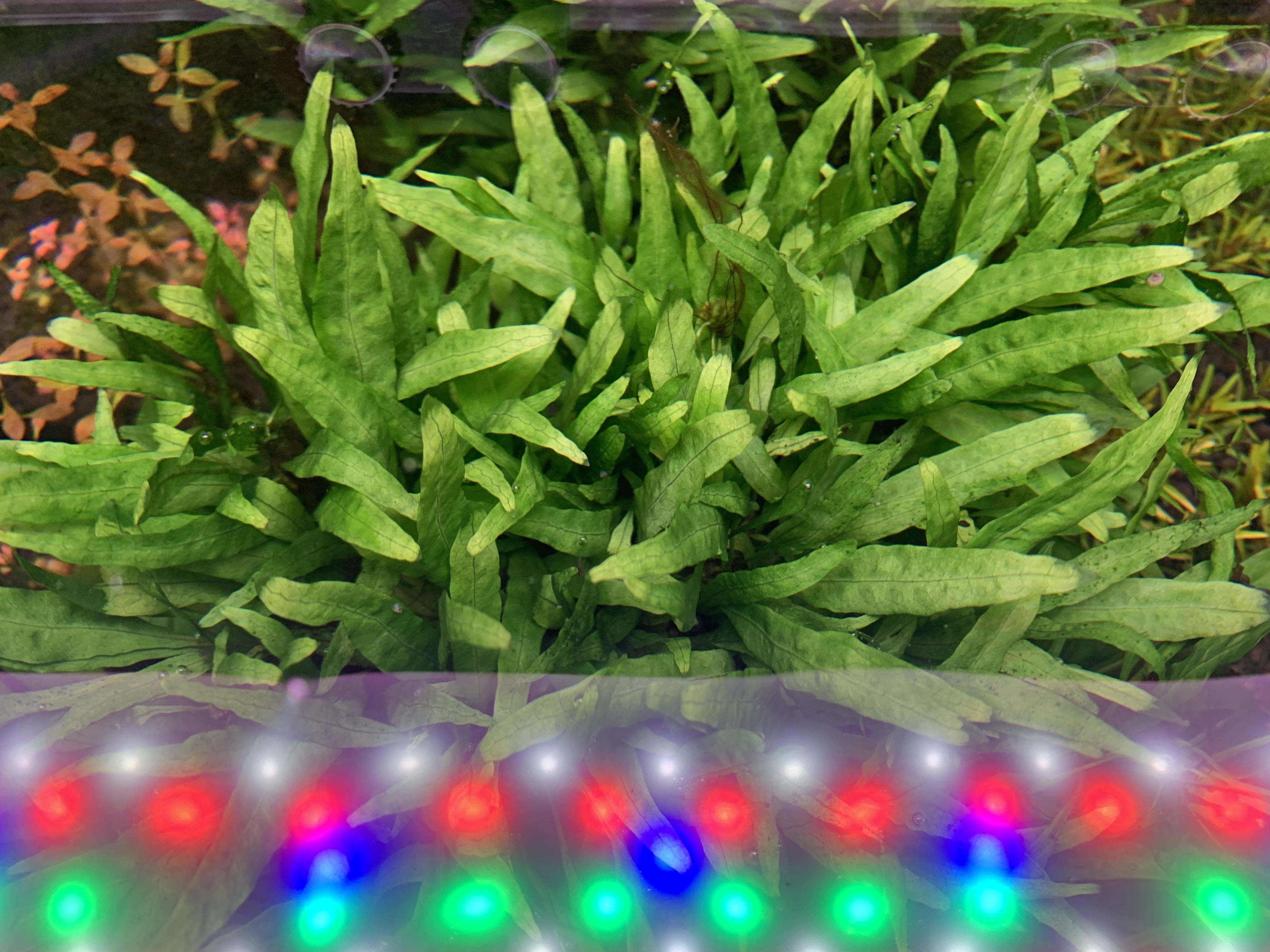 Narrow leaf java fern, Furniture & Home Living, Gardening, Plants ...