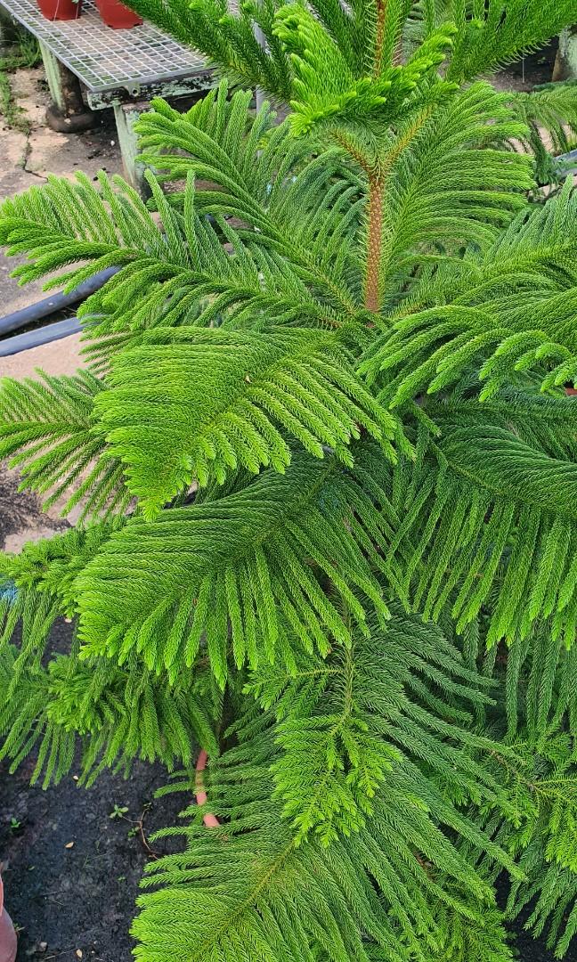 Plant Norfolk Island Pine Araucaria Heterophylla 塔松 68 88 Furniture Home Living Gardening Plants Seeds On Carousell