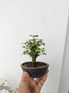Singapore Holly bonsai (Malpighia coccigera)