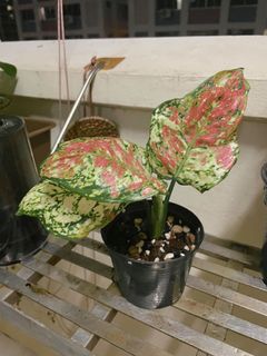 (Category: ) located in . Submitted by plantyo (Listing ID 1116606216, Image 1). Description: .