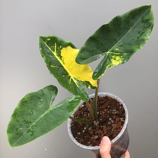 (Category: ) located in . Submitted by plant.anything (Listing ID 1116524779, Image 1). Description: .