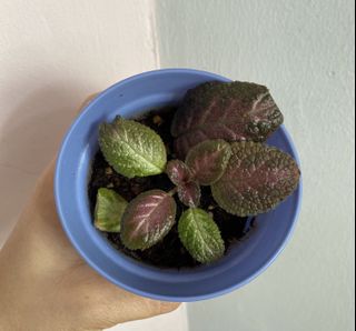 (Category: ) located in . Submitted by miin.plants (Listing ID 1104988713, Image 1). Description: .