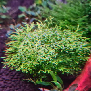 (Category: ) located in . Submitted by marcuschong0211 (Listing ID 1106773148, Image 1). Description: .