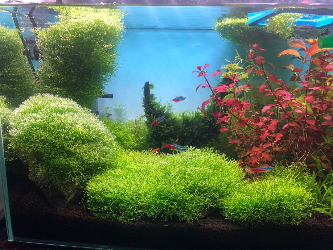 鹿角苔水草 手掌大size 寵物用品 寵物家品及其他 Carousell