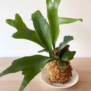 苔玉 傢俬 家居 Carousell Hong Kong