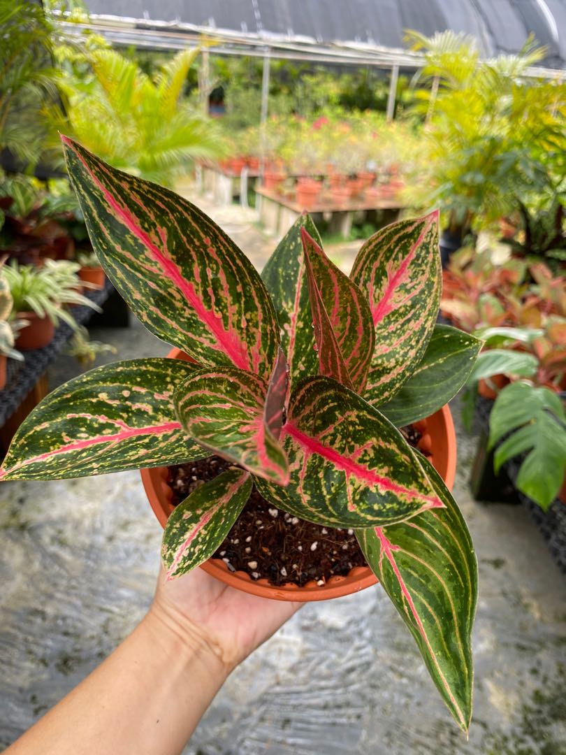 Aglaonema Red Peacock, Furniture & Home Living, Gardening, Plants