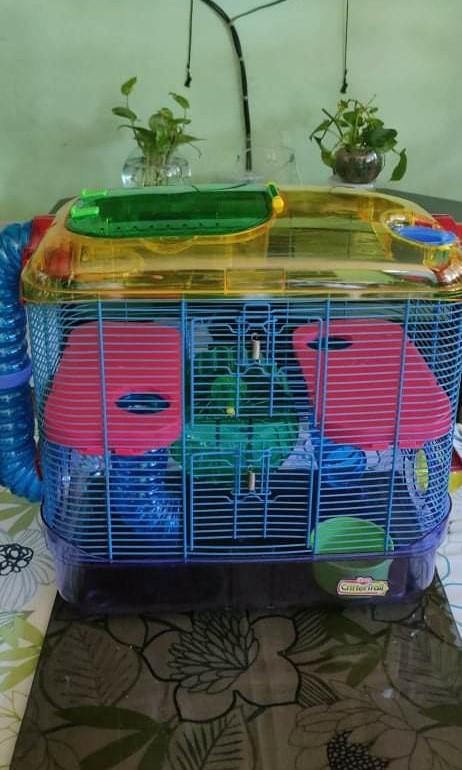 Crittertrail 2 level habitat cheap