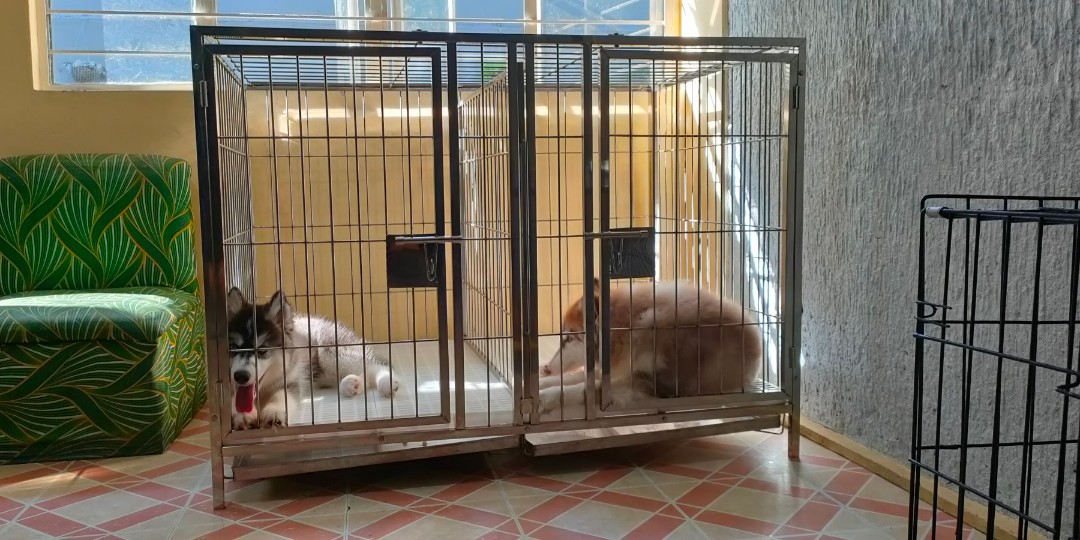 Second hand cage for dogs clearance
