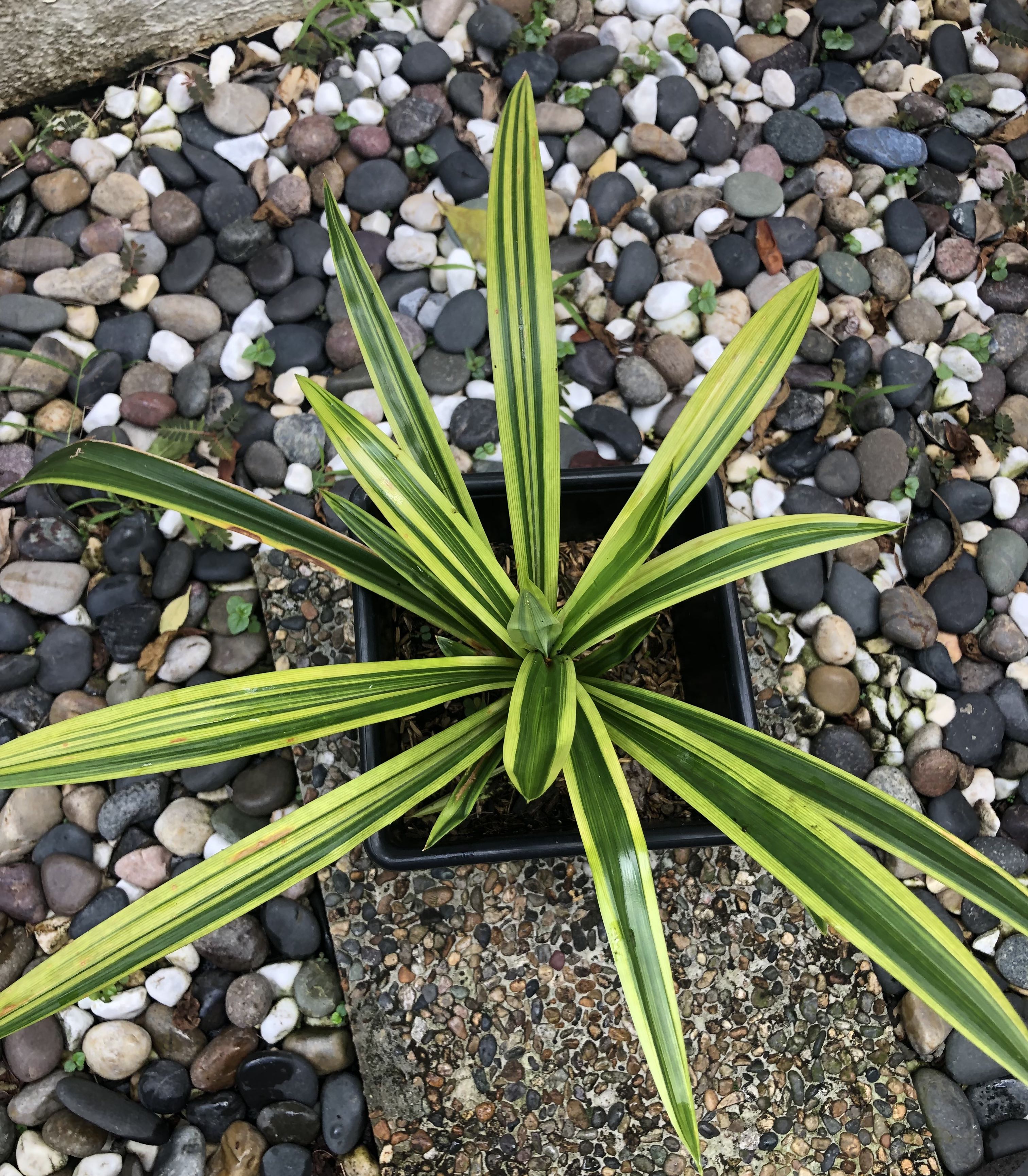 Variegated pandan fragrant edible, Furniture & Home Living, Gardening