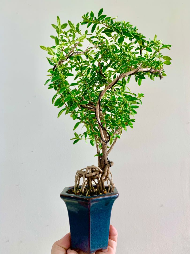 Variegated Serissa Bonsai Drama Roots, Furniture & Home Living