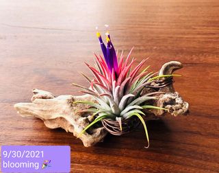 (Category: ) located in . Submitted by chongivory (Listing ID 1037088351, Image 1). Description: .