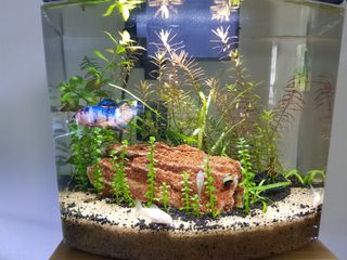 (Category: ) located in . Submitted by dakes69 (Listing ID 1116661930, Image 1). Description: .