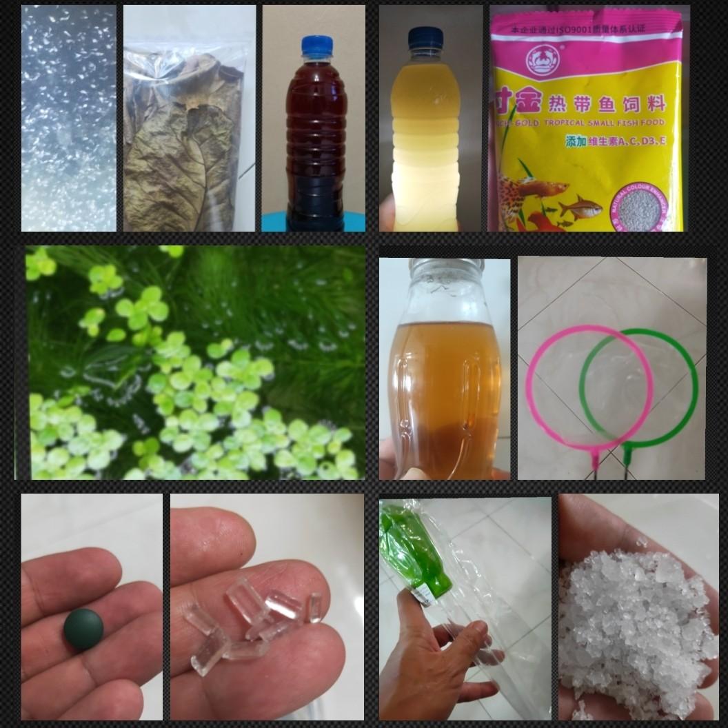 spirulina for betta fry